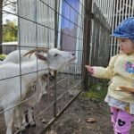 Elamustalu loomapark - sind ootavad taluloomad nagu kitsed, jänesed, vietnami sead, kanad ja kuked, haned, jänesed, koer ChaCha ja kasiikesed. Kallaste Turismitalu - ärksa hingega talu Harjumaal