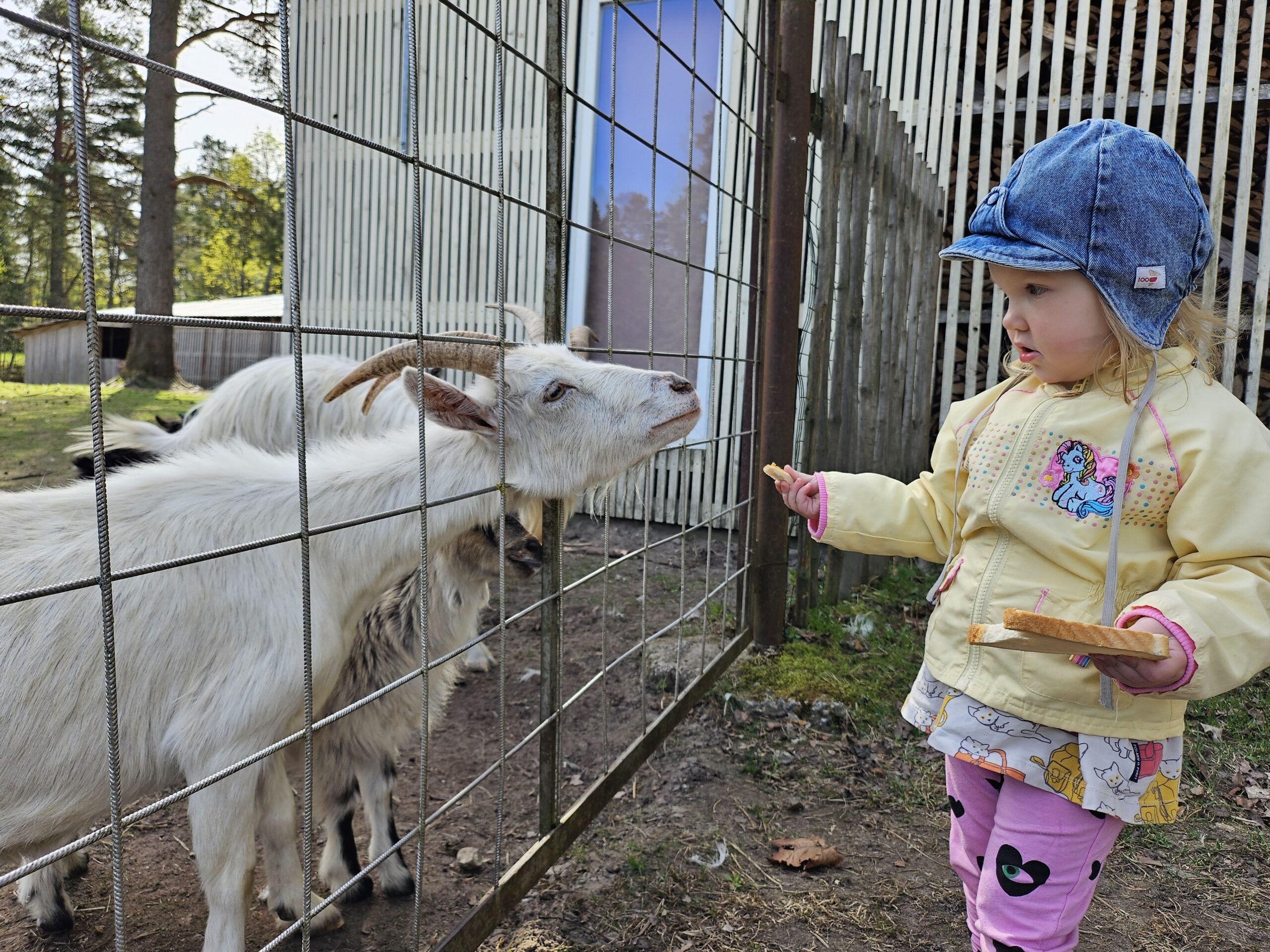 Elamustalu loomapark - sind ootavad taluloomad nagu kitsed, jänesed, vietnami sead, kanad ja kuked, haned, jänesed, koer ChaCha ja kasiikesed. Kallaste Turismitalu - ärksa hingega talu Harjumaal