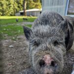 Elamustalu loomapark Vietnami sead - sind ootavad taluloomad nagu kitsed, jänesed, vietnami sead, kanad ja kuked, haned, jänesed, koer ChaCha ja kassikesed. Kallaste Turismitalu - ärksa hingega talu Harjumaal