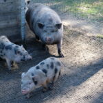 Elamustalu loomapark Vietnami sead - sind ootavad taluloomad nagu kitsed, jänesed, vietnami sead, kanad ja kuked, haned, jänesed, koer ChaCha ja kassikesed. Kallaste Turismitalu - ärksa hingega talu Harjumaal