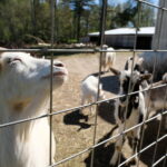 Taluloomad kitsed Elamustalu - Kallaste Turismitalu ärksa hingega talu Harjumaal - taluloomad - loomapark 