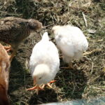 kanad elamustalu Kallaste Turismitalu Harjumaal taluloomad loomapark