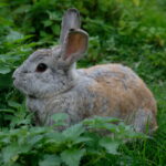 Elamustalu loomapark jänesed - sind ootavad taluloomad nagu kitsed, jänesed, vietnami sead, kanad ja kuked, haned, jänesed, koer ChaCha ja kassikesed. Kallaste Turismitalu - ärksa hingega talu Harjumaal