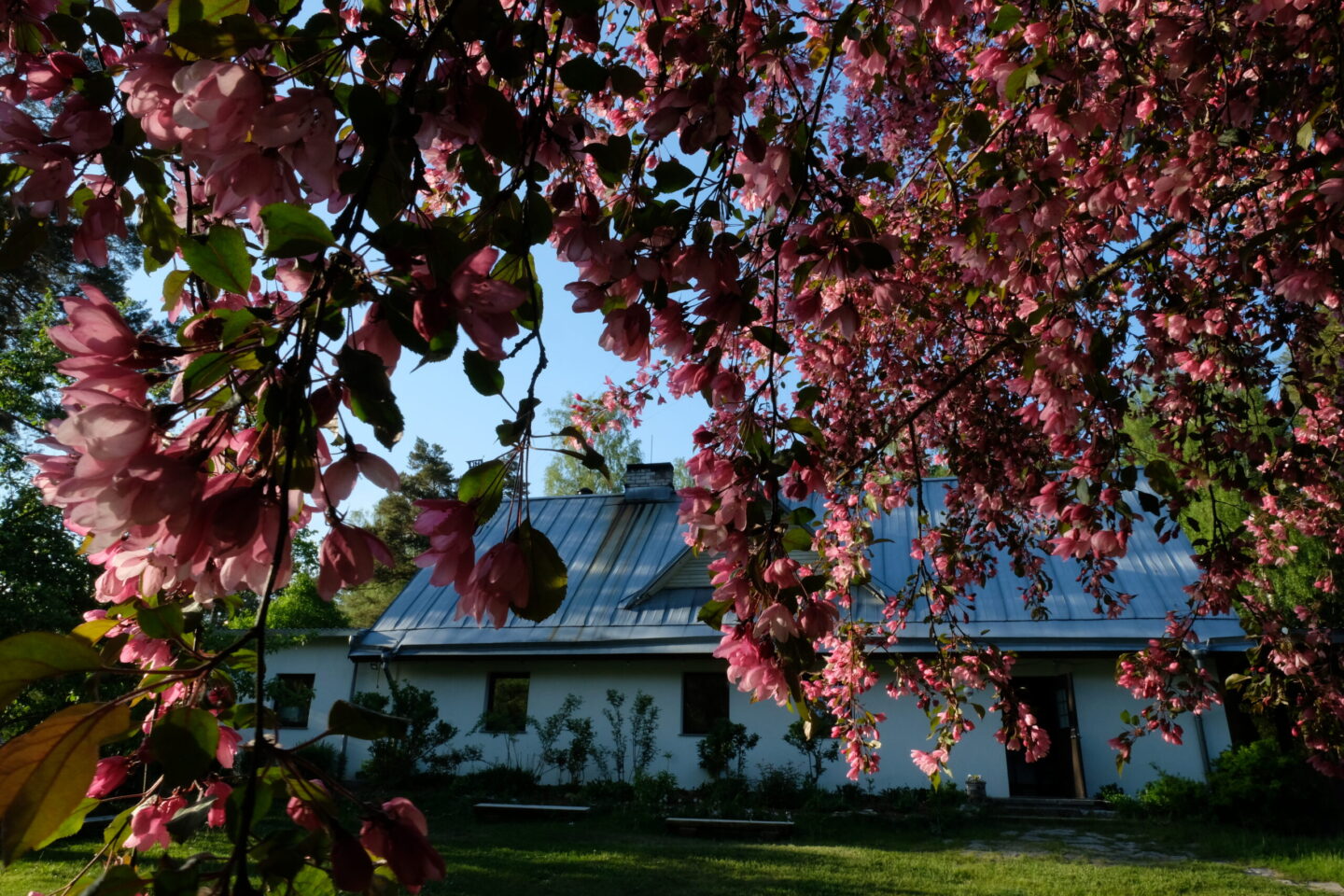 Peamaja ja Staarõunapuu kevad 2025 Kallaste Turismitalu ärksa hingega talu Harjumaal 3