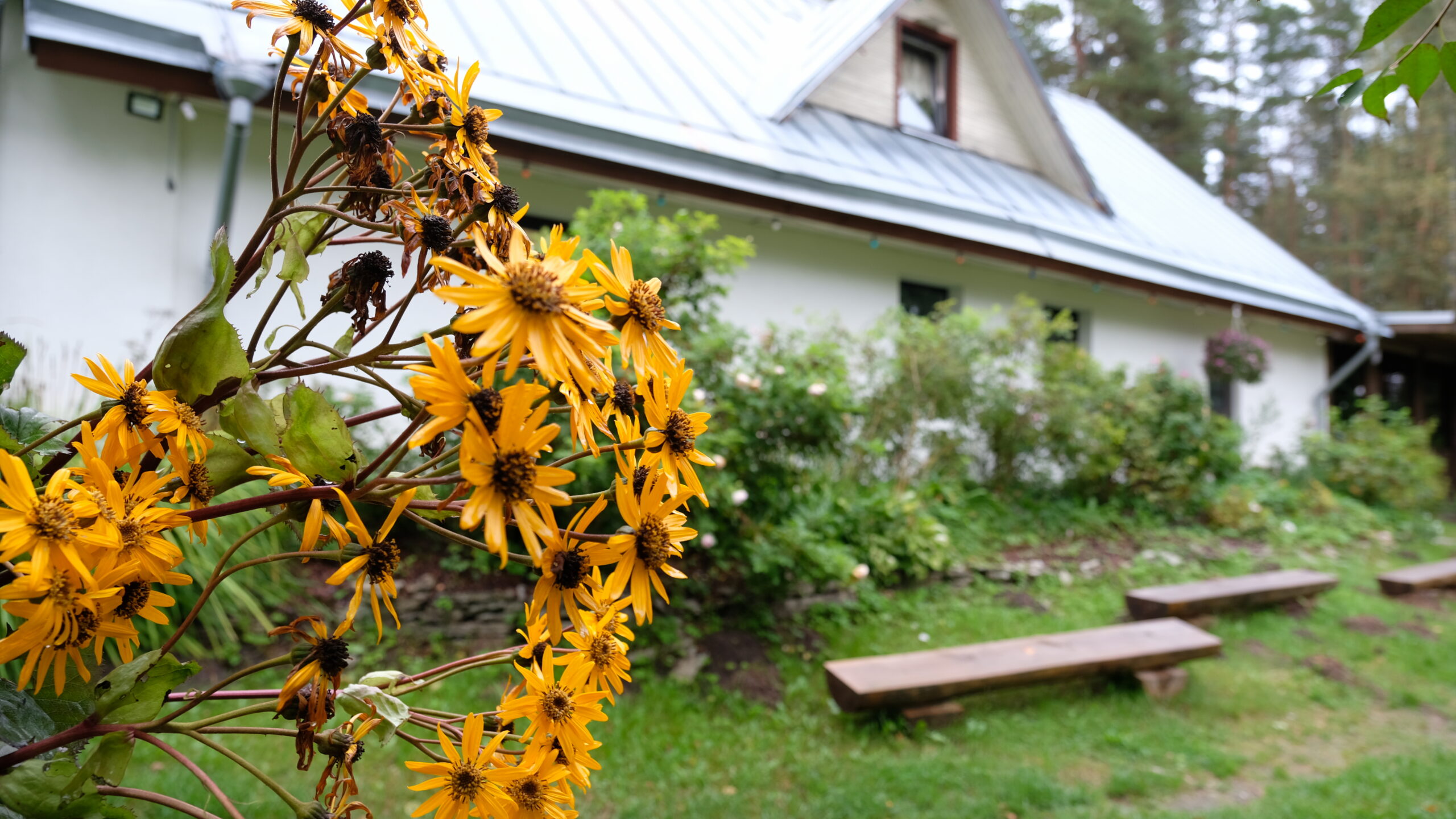 Kallaste Turismitalu - ärksa hingega talu Harjumaal - Padise metsade vahel - drooni pilt gopro peamaja lilled