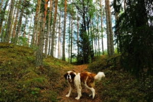 Kallaste Turismitalu www.kallastetalu.ee koer Rommi mets rada loodus puhkus